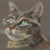 Tabby cat with blue green eyes