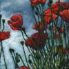 Kingsbarns Poppies, Pastel