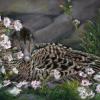 Nesting Eider, Pastel