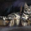 Tabby Reflections